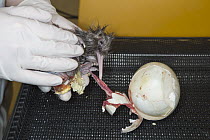 Okarito Kiwi (Apteryx rowi) chick removed from egg as part of breeding program, West Coast Wildlife Centre, New Zealand
