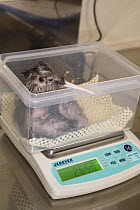 Okarito Kiwi (Apteryx rowi) chick being weighed after hatching as part of breeding program, West Coast Wildlife Centre, New Zealand