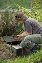 Okarito Kiwi (Apteryx rowi) biologist placing chick in outdoor pen before it is moved to predator-free island, West Coast Wildlife Centre, New Zealand