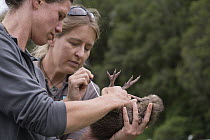 Okarito Kiwi (Apteryx rowi) biologists performing final health check on chick before it is moved to predator-free island, West Coast Wildlife Centre, New Zealand