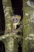 Olinguito (Bassaricyon neblina), the first new carnivore discovered in the Americas for 35 years, Andes, Ecuador