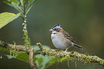 Rufous-collared Sparrow (Zonotrichia capensis), Bellavista Cloud Forest Reserve, Tandayapa Valley, Andes, Ecuador