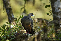 Sickle-winged Guan (Chamaepetes goudotii), Andes, Ecuador