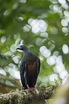 Sickle-winged Guan (Chamaepetes goudotii), Bellavista Cloud Forest Reserve, Tandayapa Valley, Andes, Ecuador