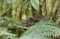 Sickle-winged Guan (Chamaepetes goudotii) on nest, Bellavista Cloud Forest Reserve, Tandayapa Valley, Andes, Ecuador