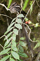 Swallow-tailed Nightjar (Uropsalis segmentata), Angel Paz Reserve, Andes, Ecuador