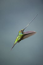 Sword-billed Hummingbird (Ensifera ensifera) flying, Yanacocha Reserve, Andes, Ecuador