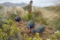 Takahe (Porphyrio hochstetteri) family in large breeding pen, Burwood Breeding Center, New Zealand