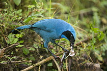 Turquoise Jay (Cyanolyca turcosa) feeding on organs of snake, Bellavista Cloud Forest Reserve, Tandayapa Valley, Andes, Ecuador