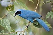 Turquoise Jay (Cyanolyca turcosa), Bellavista Cloud Forest Reserve, Tandayapa Valley, Andes, Ecuador