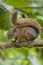 Red-tailed Squirrel (Sciurus granatensis), Bellavista Cloud Forest Reserve, Tandayapa Valley, Andes, Ecuador