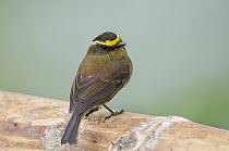 Yellow-bellied Chat-Tyrant (Silvicultrix diadema), Bellavista Cloud Forest Reserve, Tandayapa Valley, Andes, Ecuador