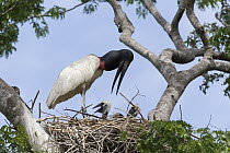 Jabiru Stork (Jabiru mycteria) on nest with chicks, Pantanal, Brazil