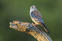American Kestrel (Falco sparverius) male, Pantanal, Brazil