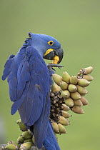 Hyacinth Macaw (Anodorhynchus hyacinthinus) feeding on palm nut, Pantanal, Brazil