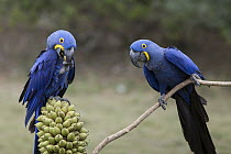 Hyacinth Macaw (Anodorhynchus hyacinthinus) pair feeding on palm nut, Pantanal, Brazil