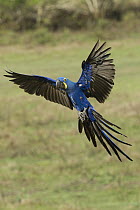 Hyacinth Macaw (Anodorhynchus hyacinthinus) flying, Pantanal, Brazil