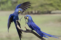 Hyacinth Macaw (Anodorhynchus hyacinthinus) pair fighting, Pantanal, Brazil.Sequence 3 of 4