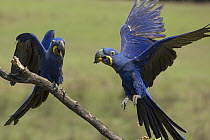 Hyacinth Macaw (Anodorhynchus hyacinthinus) pair feeding on palm nuts, Pantanal, Brazil. Sequence 1 of 4