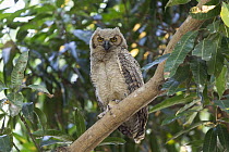 Great Horned Owl (Bubo virginianus) chick, Pantanal, Brazil