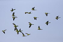 Monk Parakeet (Myiopsitta monachus) flock flying, Pantanal, Brazil