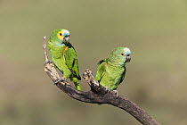Blue-fronted Parrot (Amazona aestiva) mating pair, Pantanal, Brazil