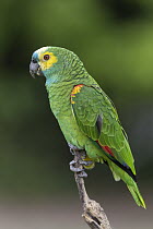 Blue-fronted Parrot (Amazona aestiva), Pantanal, Brazil