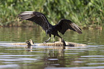 American Black Vulture (Coragyps atratus) landing on Jacare Caiman (Caiman yacare) carcass, Pantanal, Brazil