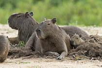 Capybara (Hydrochoerus hydrochaeris) mother and pup, Pantanal, Brazil