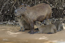 Capybara (Hydrochoerus hydrochaeris) mother nursing young, Pantanal, Brazil