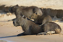 Capybara (Hydrochoerus hydrochaeris) young resting on mother, Pantanal, Brazil. Sequence 1 of 5