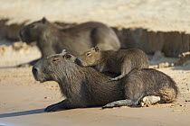 Capybara (Hydrochoerus hydrochaeris) young resting on mother, Pantanal, Brazil. Sequence 2 of 5