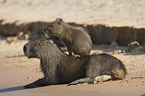 Capybara (Hydrochoerus hydrochaeris) young on mother, Pantanal, Brazil. Sequence 3 of 5