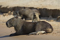Capybara (Hydrochoerus hydrochaeris) young yawning and resting on mother, Pantanal, Brazil. Sequence 5 of 5