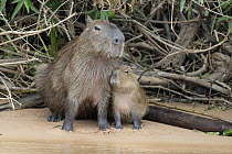 Capybara (Hydrochoerus hydrochaeris) mother and pup on riverbank, Pantanal, Brazil