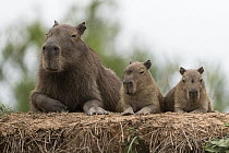 Capybara (Hydrochoerus hydrochaeris) mother resting with young, Pantanal, Brazil