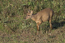 Pampas Deer (Ozotoceros bezoarticus), Pantanal, Brazil