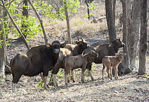 Gaur (Bos gaurus) herd, Satpura National Park, India