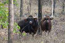 Gaur (Bos gaurus) male and female, Satpura National Park, India