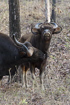 Gaur (Bos gaurus) male courting female, Satpura National Park, India