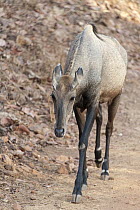 Nilgai (Boselaphus tragocamelus) female, Tadoba Andheri Tiger Reserve, India
