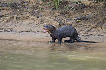 Giant River Otter (Pteronura brasiliensis) three month old pup crying for mother, Pantanal, Brazil, digitally removed highlights on water