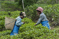 Women working in tea field surrounding protected area, Kaziranga National Park, India