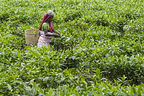 Woman working in tea field surrounding protected area, Kaziranga National Park, India