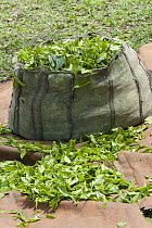 Collected tea leaves, Kaziranga National Park, India