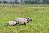 Indian Rhinoceros (Rhinoceros unicornis) mother and calf, Kaziranga National Park, India