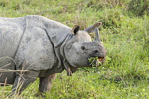 Indian Rhinoceros (Rhinoceros unicornis) female grazing, Kaziranga National Park, India