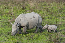 Indian Rhinoceros (Rhinoceros unicornis) mother grazing with one week old calf, Kaziranga National Park, India, digitally removed grass from foreground