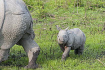 Indian Rhinoceros (Rhinoceros unicornis) mother and one week old calf, Kaziranga National Park, India