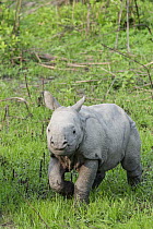 Indian Rhinoceros (Rhinoceros unicornis) one week old calf, Kaziranga National Park, India